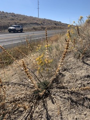 Penstemon acuminatus