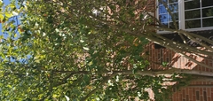 Amelanchier arborea arborea