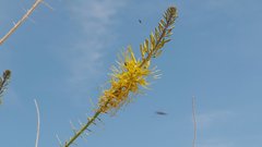 Stanleya pinnata pinnata