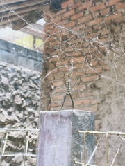 Nephila pilipes
