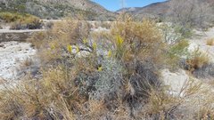 Stanleya pinnata pinnata