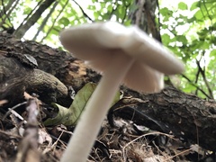 Pluteus salicinus