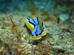 Chromodoris elisabethina