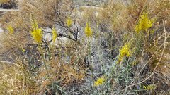 Stanleya pinnata pinnata