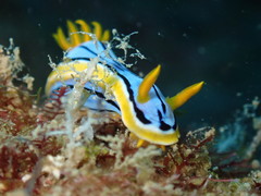 Chromodoris elisabethina