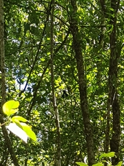 Ptilonorhynchus violaceus