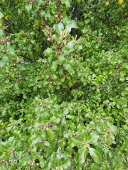 Pittosporum tenuifolium