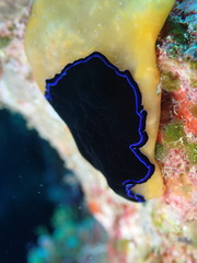 Pseudoceros caeruleocinctus