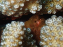 Achaeus japonicus