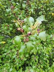 Pittosporum tenuifolium