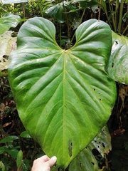 Anthurium colonense