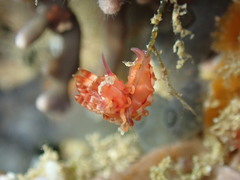 Coryphellina flamma