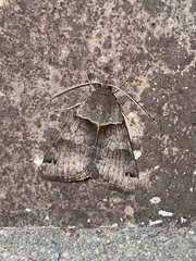 Caenurgina crassiuscula