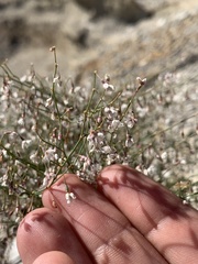 Eriogonum watsonii