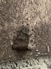 Caenurgina crassiuscula