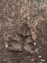 Caenurgina crassiuscula