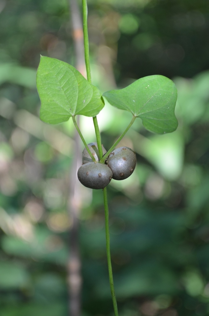 Chinese Yam (Wildflowers of the Preserve at Shaker Village) · iNaturalist