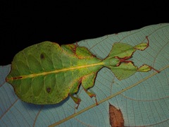 Pulchriphyllium bioculatum