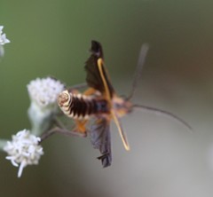 Chauliognathus marginatus