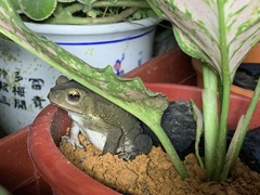 Duttaphrynus melanostictus