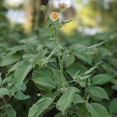 Abutilon hulseanum