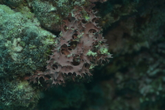 Dendrilla rosea