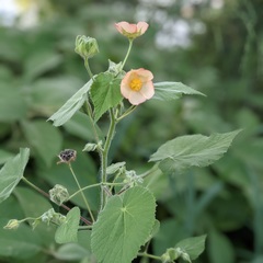 Abutilon hulseanum