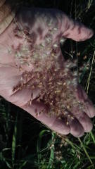 Melinis repens repens