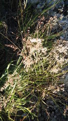 Melinis repens repens