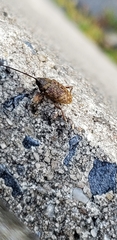 Curculio proboscideus