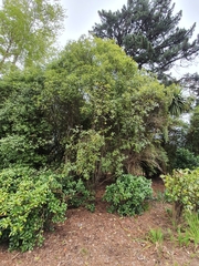 Pittosporum tenuifolium