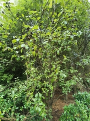 Pittosporum tenuifolium