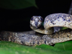 Aplopeltura boa