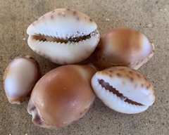 Pseudozonaria robertsi