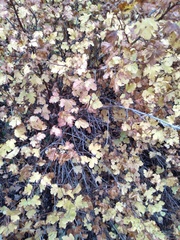 Physocarpus monogynus