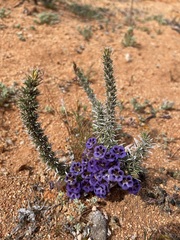 Aptosimum spinescens