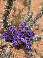 Aptosimum spinescens