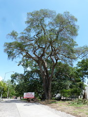 Sideroxylon cartilagineum