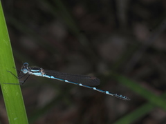 Austrolestes minjerriba