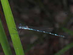 Austrolestes minjerriba