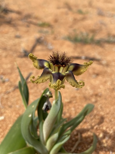 Image of Ferraria variabilis by (c) Matt Berger, some rights reserved (CC BY)