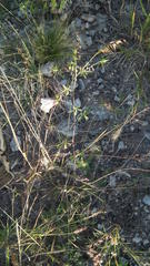 Hibiscus caesius caesius