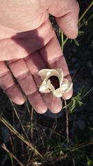 Hibiscus caesius caesius