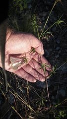 Hibiscus caesius caesius