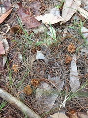 Calyptorhynchus lathami