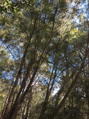 Calyptorhynchus lathami