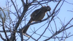 Toxostoma redivivum