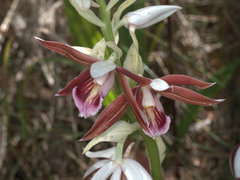 Phaius australis