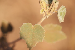 Hibiscus austrinus austrinus