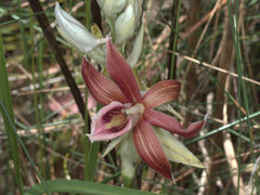 Phaius australis
